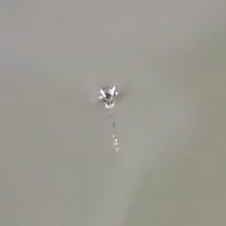 大安トラウトレイク釣果